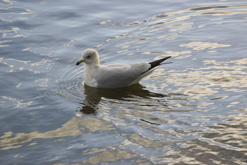 Ring-Billed Gull